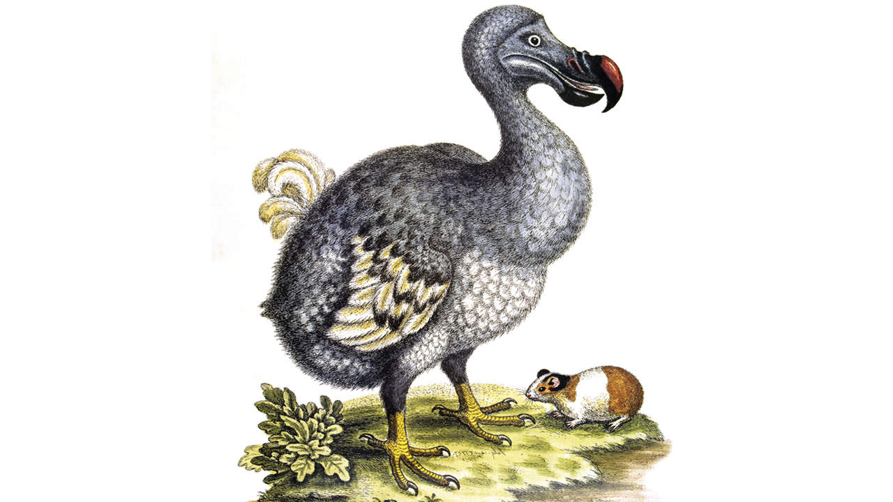 458 DODO May 23 Istock