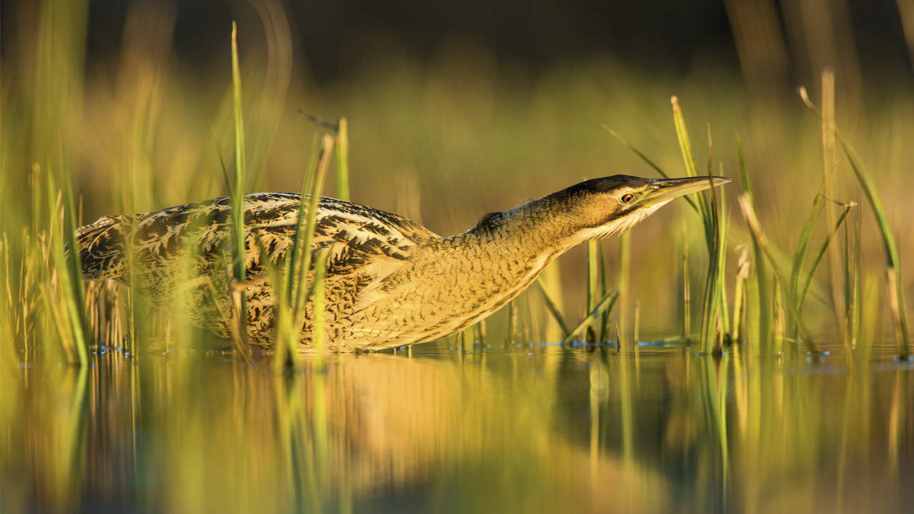 453 ITA Dec 23 A MAZE OF WATERWAYS bird Istock