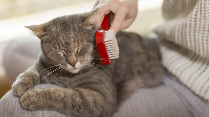 415 I Sits Cats istock