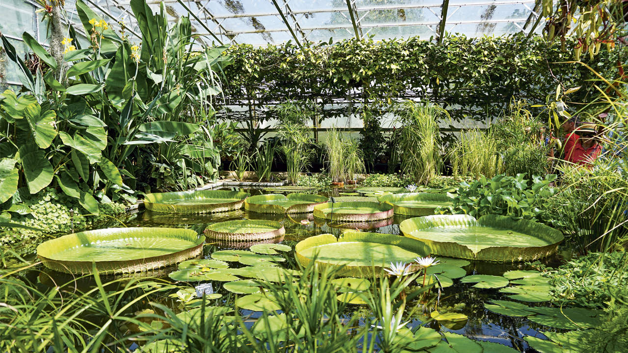 Oxford  Botanic Garden: Oasis of Biodiversity