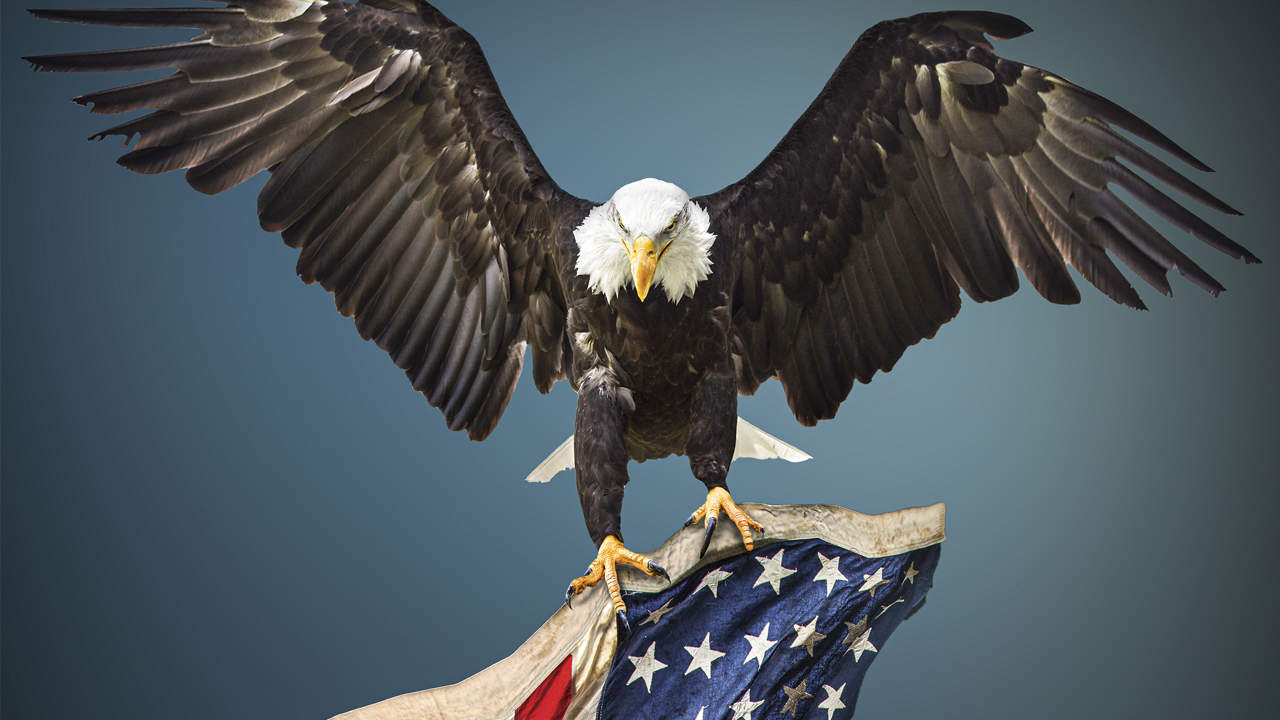 America's National Emblem: The Bald Eagle