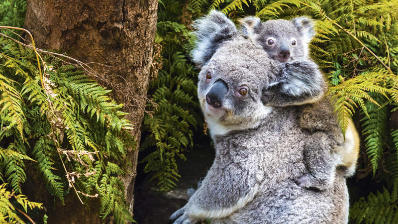 439 Australia c Istock