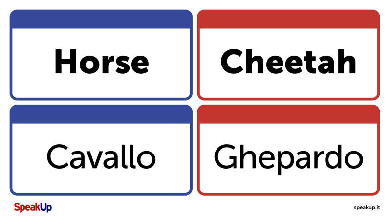 memory cards ITA animals (1)
