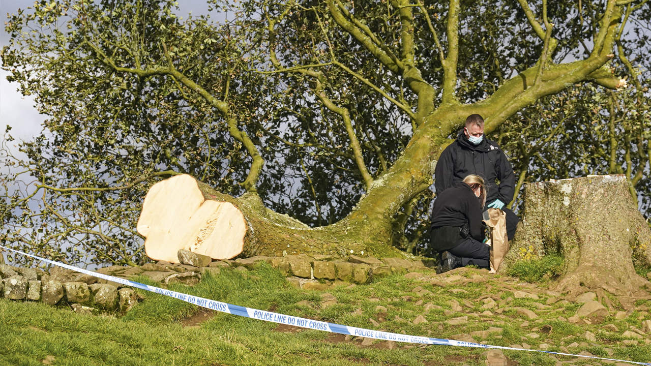 Requiem for a Tree: Boy, 16, Arrested After Felling of Famous Sycamore Gap Tree